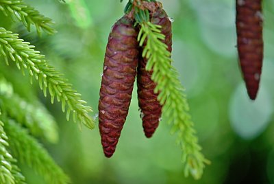 Picea orientalis 'Aureospicata' - smrk východní - šištice a výhonky